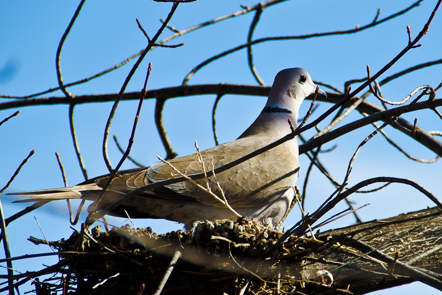 Dove