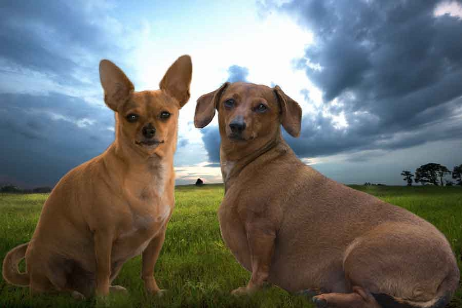 Rosie-and-Blondie-in-field