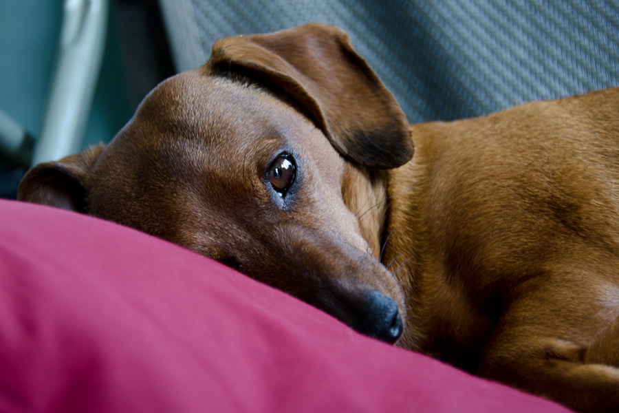 Rosie-on-pillow