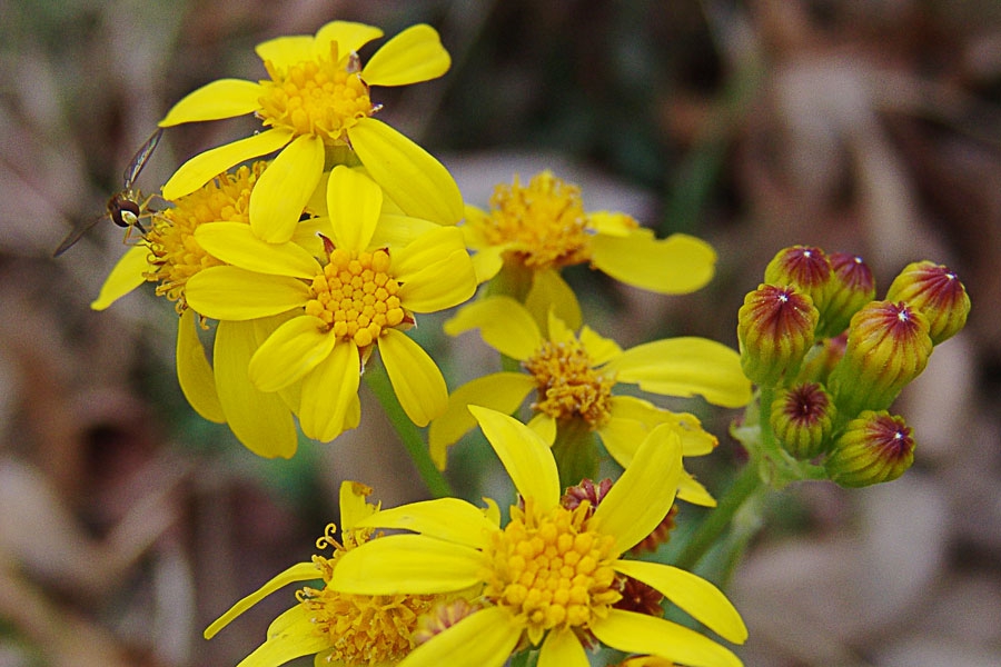 Yellow-flower