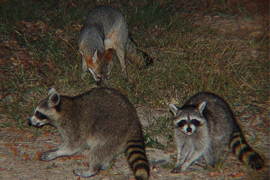 Fox-and-raccoons