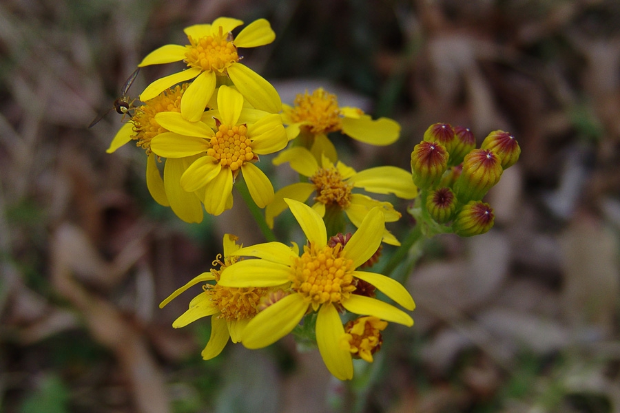 Yellow-flower